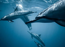 世预赛手机观看平台-库兹马20分弗拉格19+10 雄鹿胜独行侠